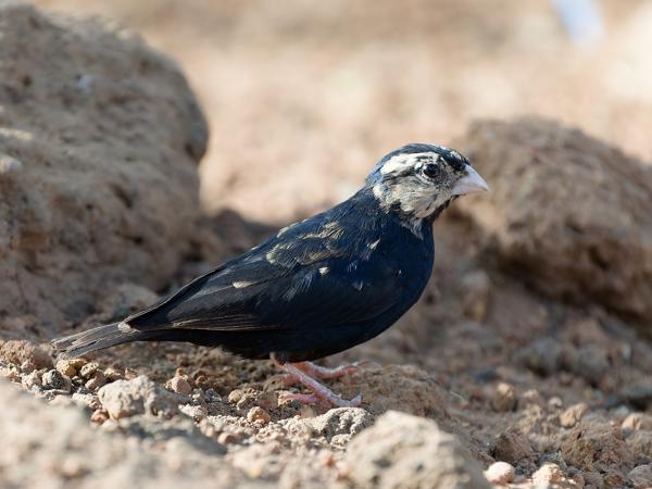 <h3><a href="/trips/gambia/biota/animalia/chordata/aves/040 passeriformes/116 viduidae/vidua chalybeata/vidua chalybeata-nl.html">Vidua&nbsp;chalybeata</a> / Village&nbsp;indigobird / Staalvink</h3>OM-1 Mark II met OLYMPUS M.150-400mm F4.5, 1/2000 sec  bij F4.5, ISO 3200, afstand 4.35&nbsp;m